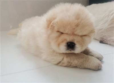松狮幼犬